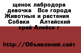 щенок лабродора девочка - Все города Животные и растения » Собаки   . Алтайский край,Алейск г.